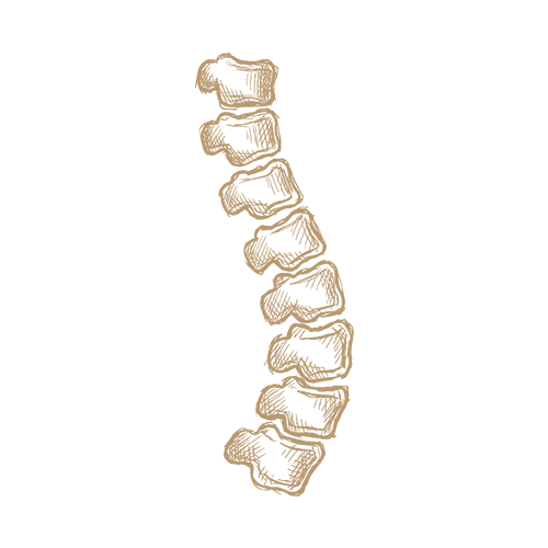 full life chiro spine